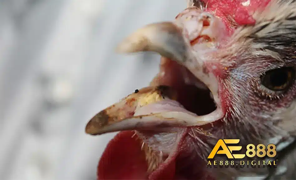 Một số phương pháp điều trị gà bị nhớt miệng
