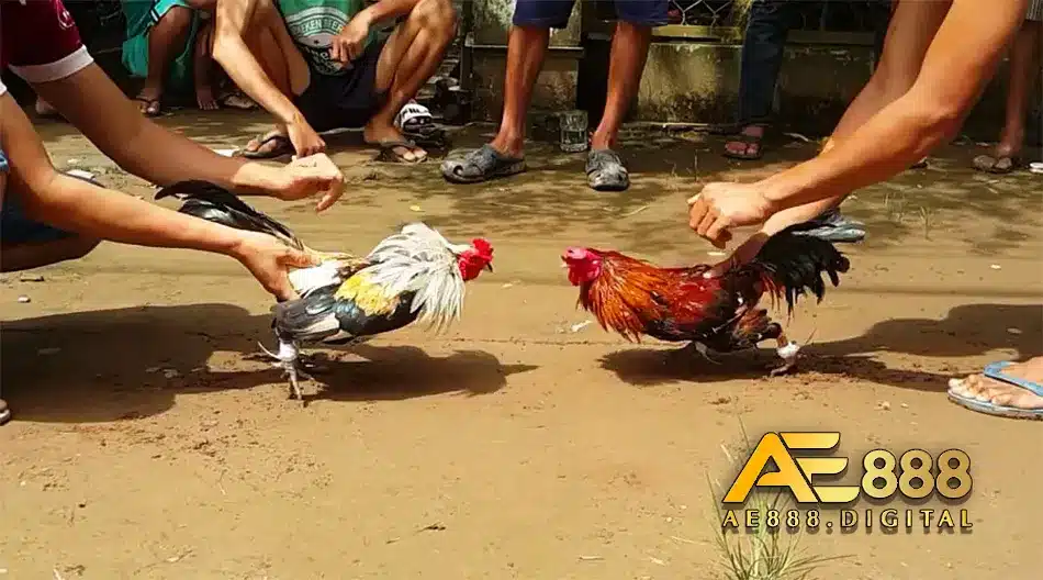 phương pháp phân biệt gà chọi chuẩn nhất