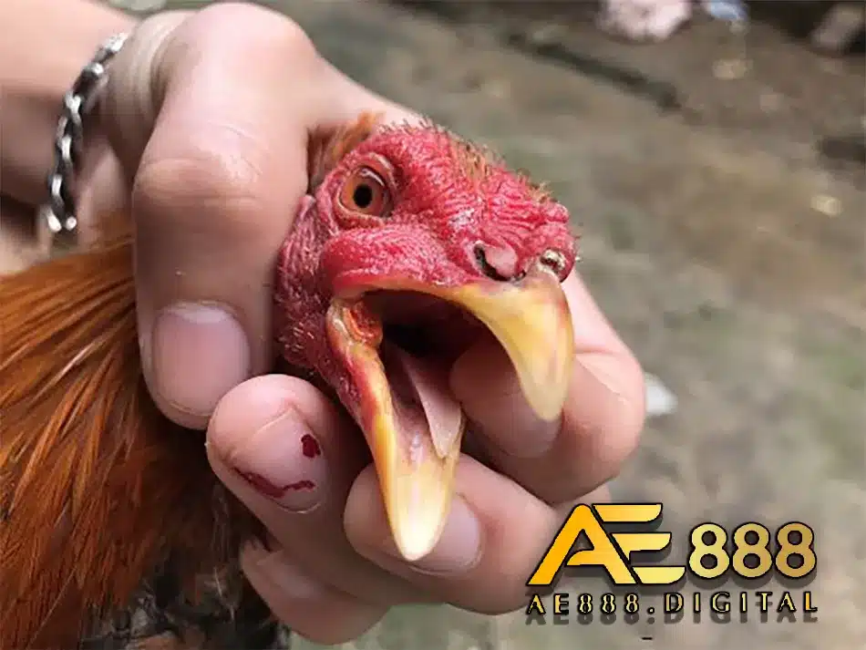 Các biện pháp phòng ngừa gà nhớt miệng