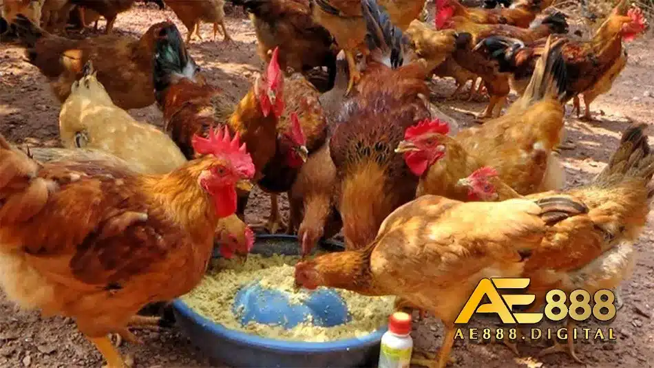 Tìm hiểu biện pháp phòng tránh bệnh gà ăn không tiêu