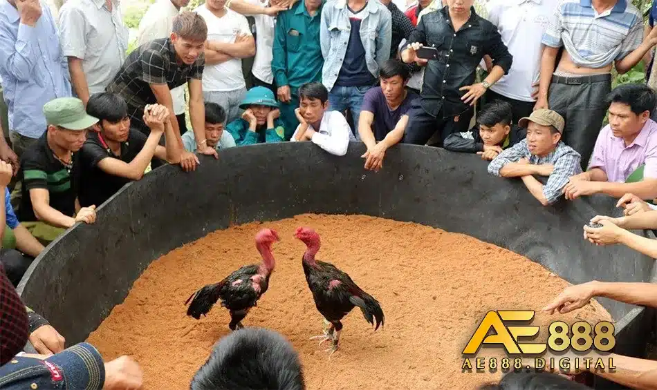 Xem 12 con giáp và chọn ngày đá