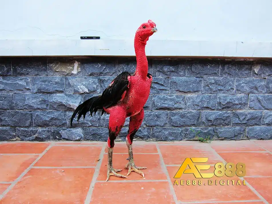 Cách xem tướng gà chọi cực hay