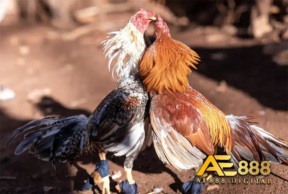 Bí quyết nuôi gà Chọi Chợ Lách