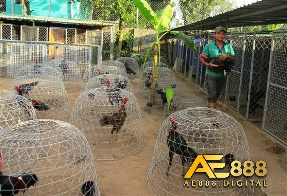 Chăm sóc gà chu đáo sau khi xong trận 