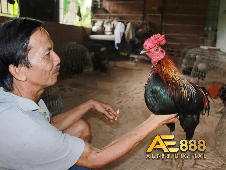 Chăm soc sức khỏe gà sau các trận đấu