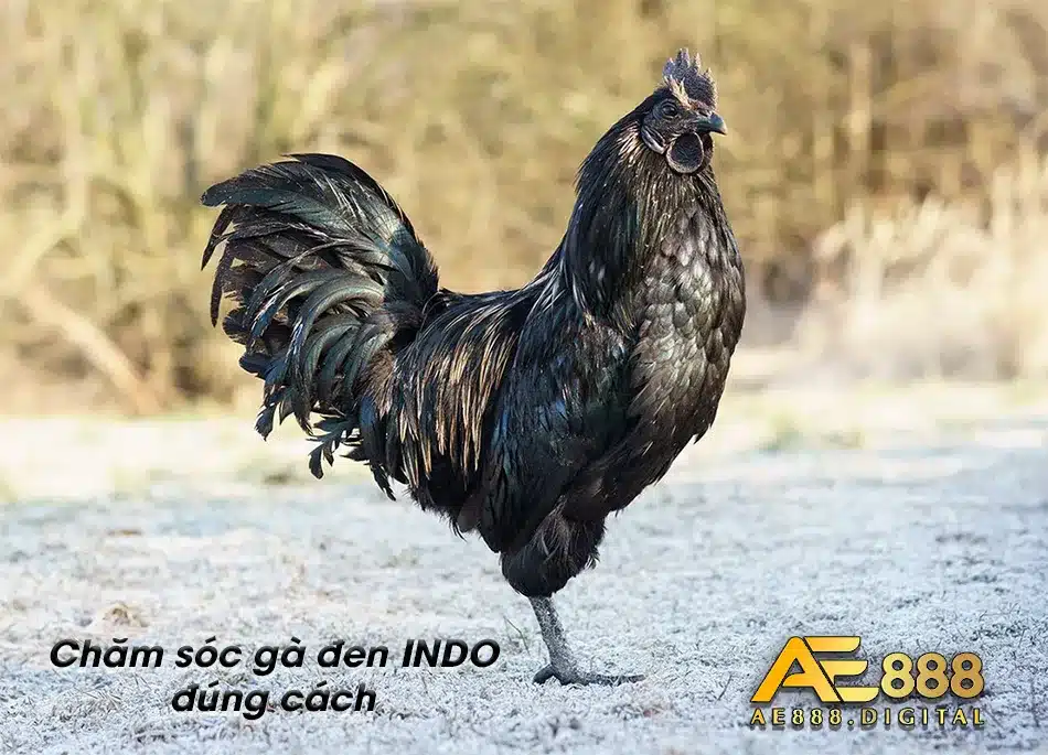 Chăm và kiểm tra sức khỏe thường xuyên 