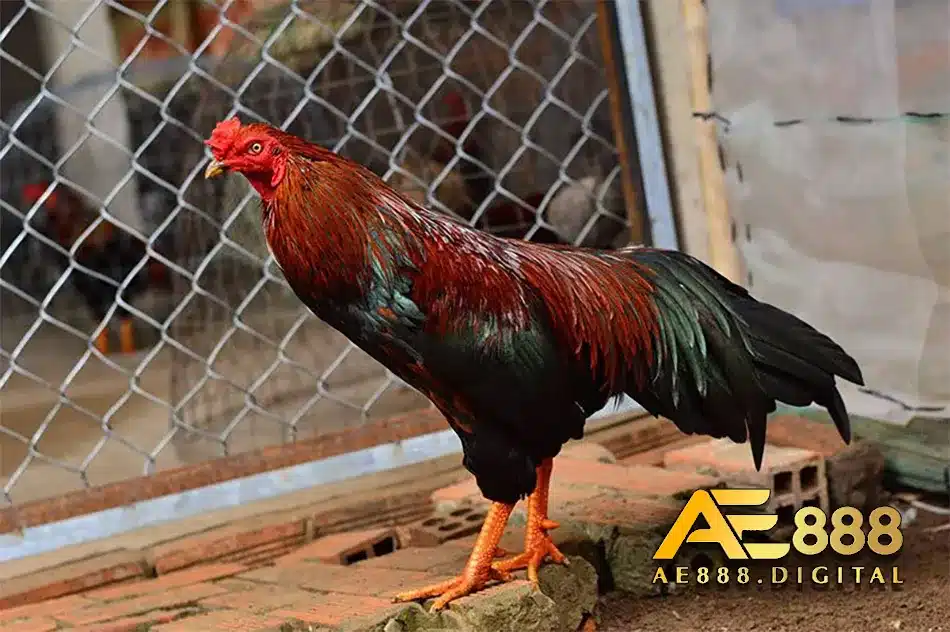 Bí quyết chọn gà Chọi Cao Lãnh