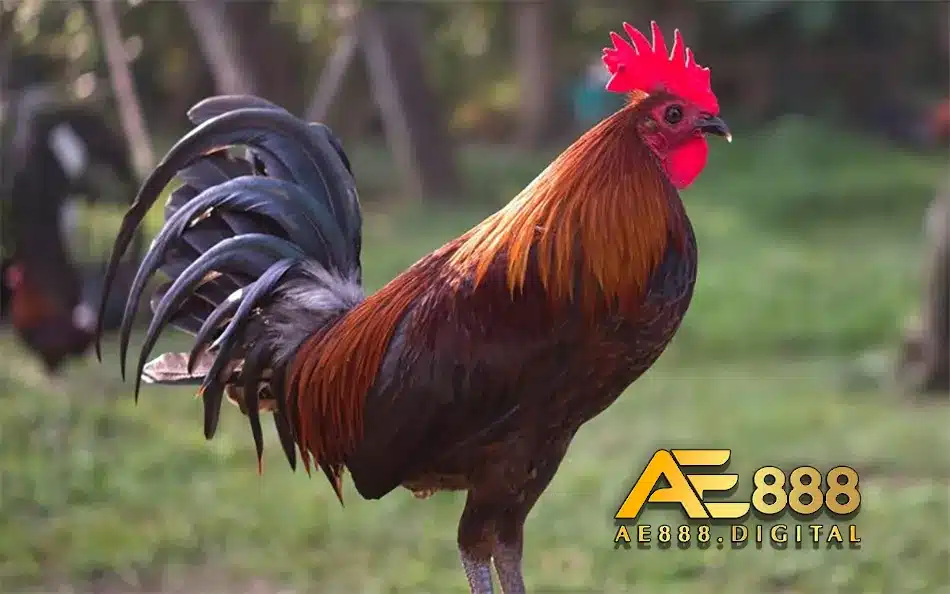 Hướng dẫn chọn gà bố mẹ chuẩn nhất
