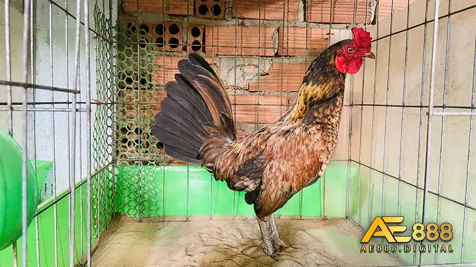 Bước chuân bị cần thiết