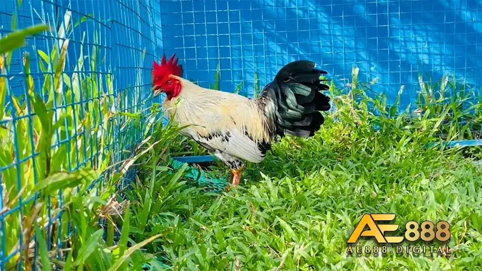 Thực hiện chuẩn bị trước xổ gà