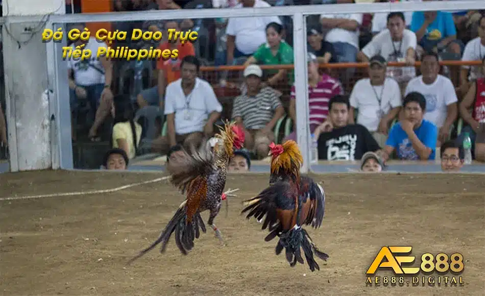 Tìm hiểu đá gà trực tuyến Philippines