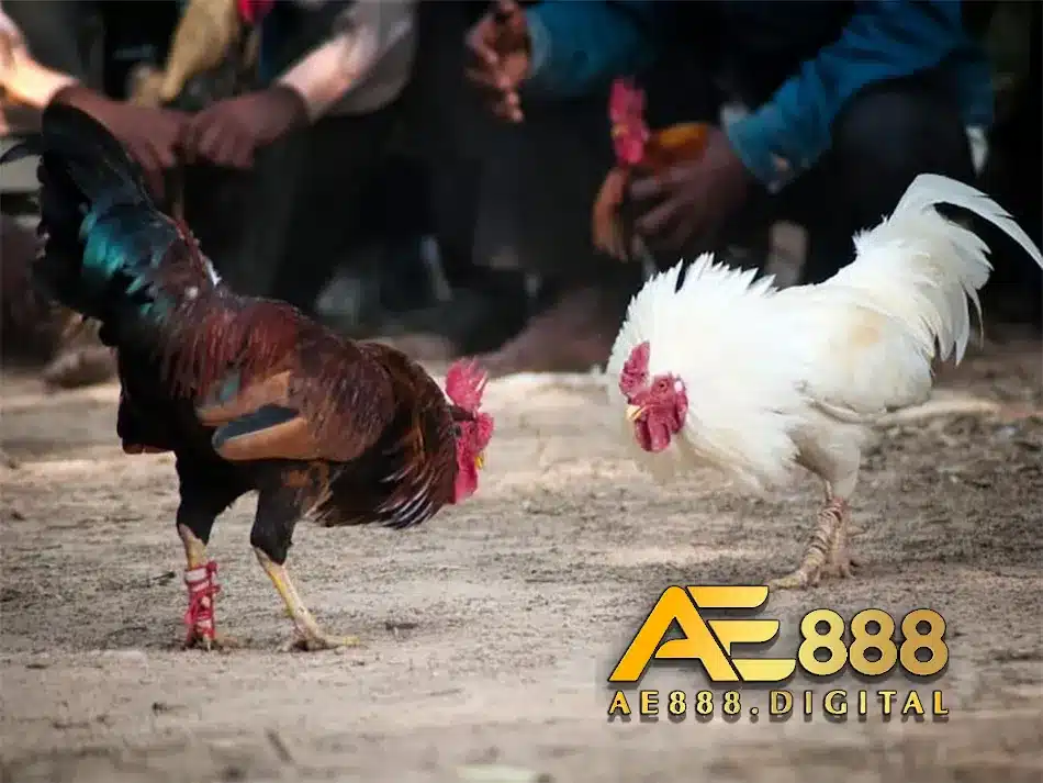Các kiểu đá gà trong miền nam