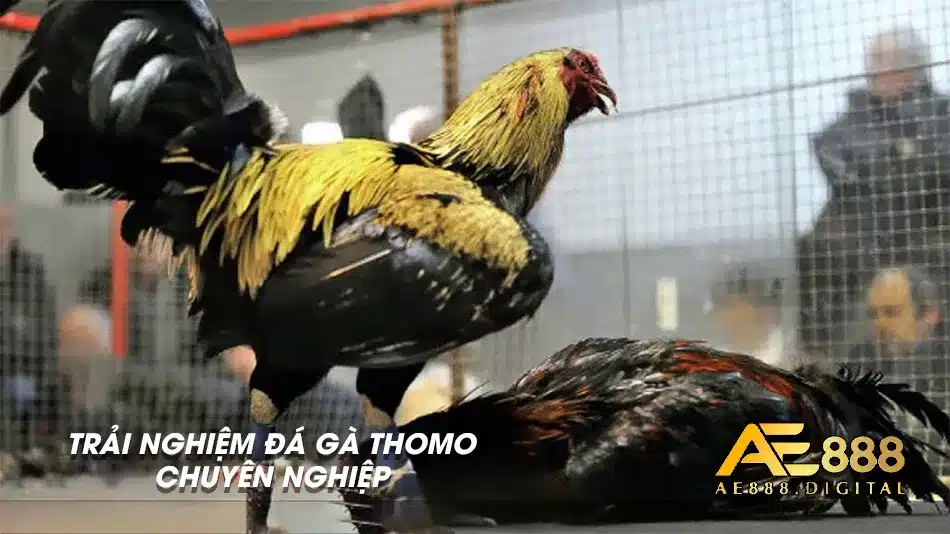 Đá gà Thomo chuyên nghiệp và uy tính