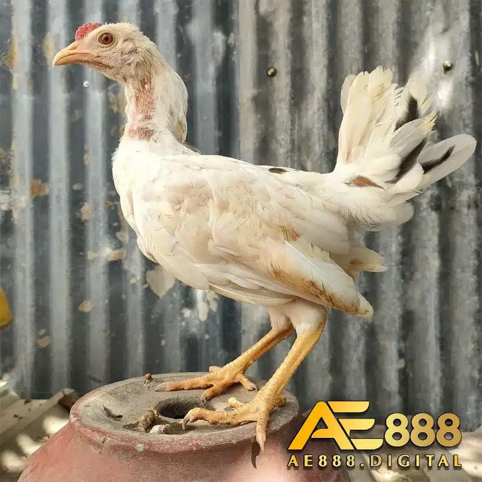 Đặc điểm ngoại hình đặc biệt hơn so với các giống gà khác