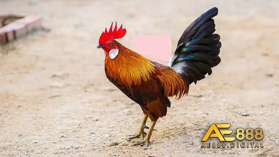 Tìm hiểu về giá trị và nguồn gốc của gà chọi Tre