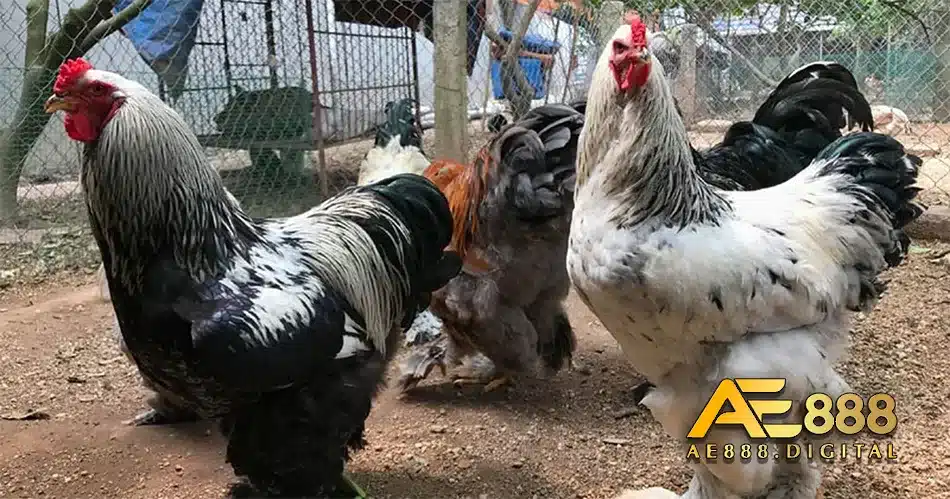 Đặc điểmn của các loại gà Brahma