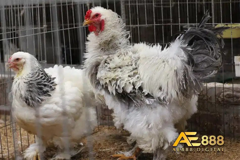 Các đặc tính nổi bật của giống gà Brahma