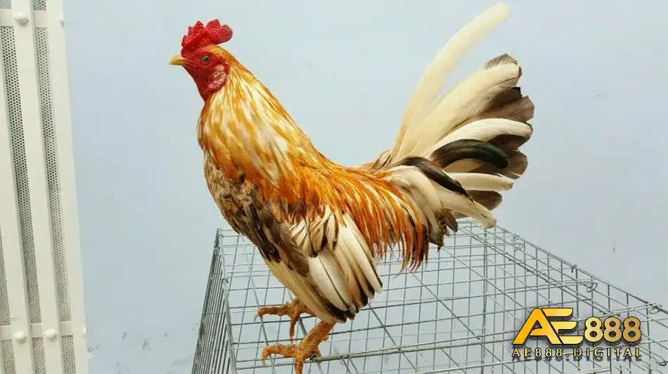 Đánh giá về các loại vảy có trên gà đá