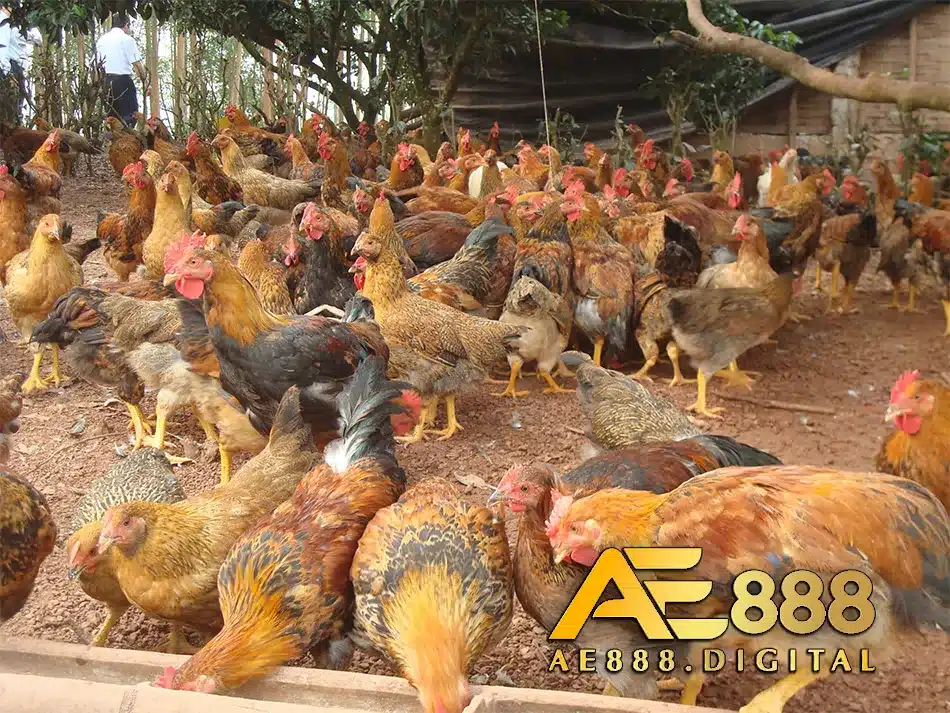 Cách điều trị bệnh gumboro trên gà