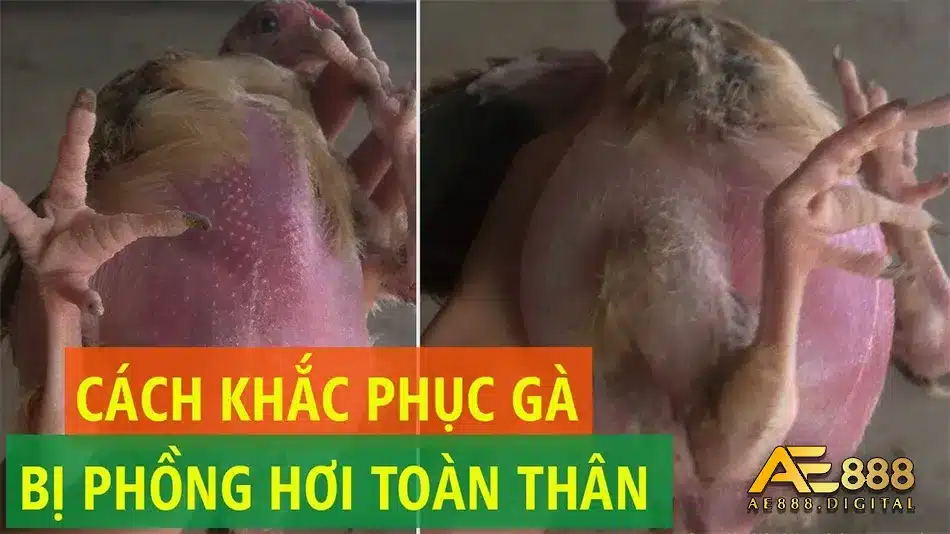 Điều trị gà bị phồng hơi