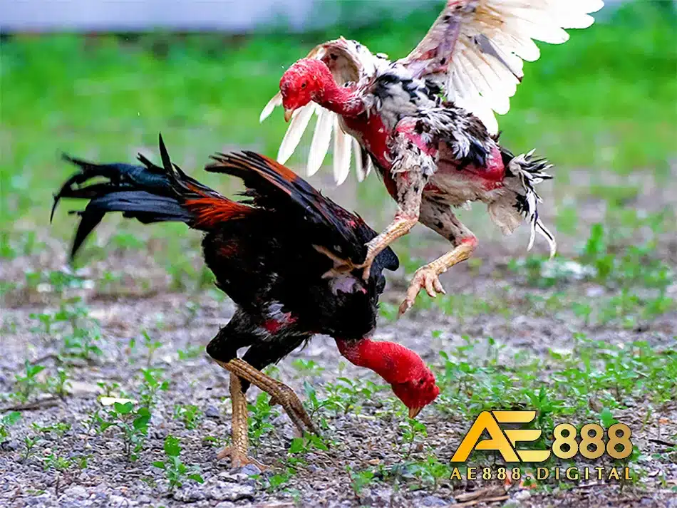 Các loại gà chọi con có nhiều tiềm năng