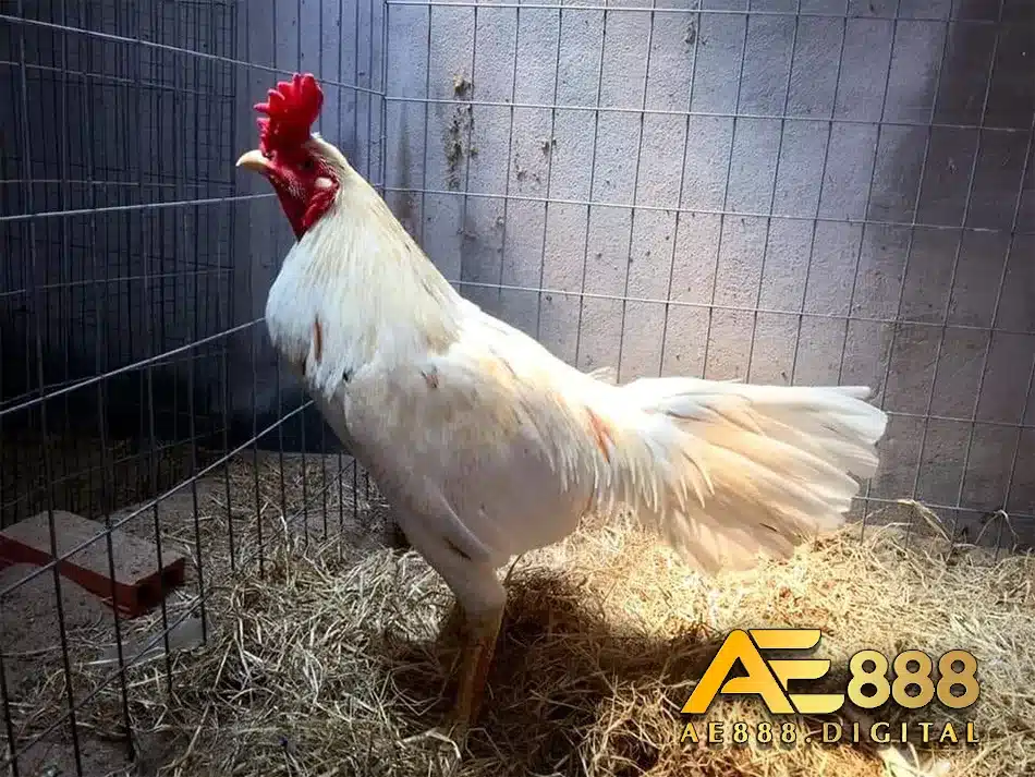Gà Chọi Điều Chân Trắng là giống gà quý hiếm 