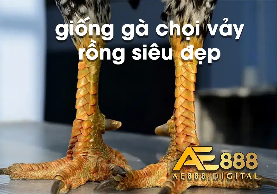 giông gà Chọi Vảy Rồng độc đáo