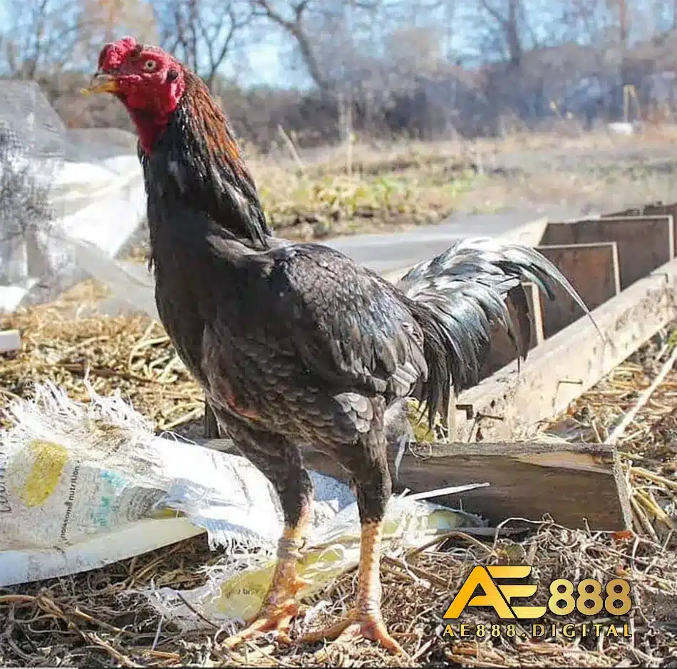 giống gà Chọi Xám Messi đặc biệt