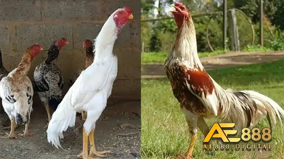 Các đặc tính chiến đấu có trong gà Shamo