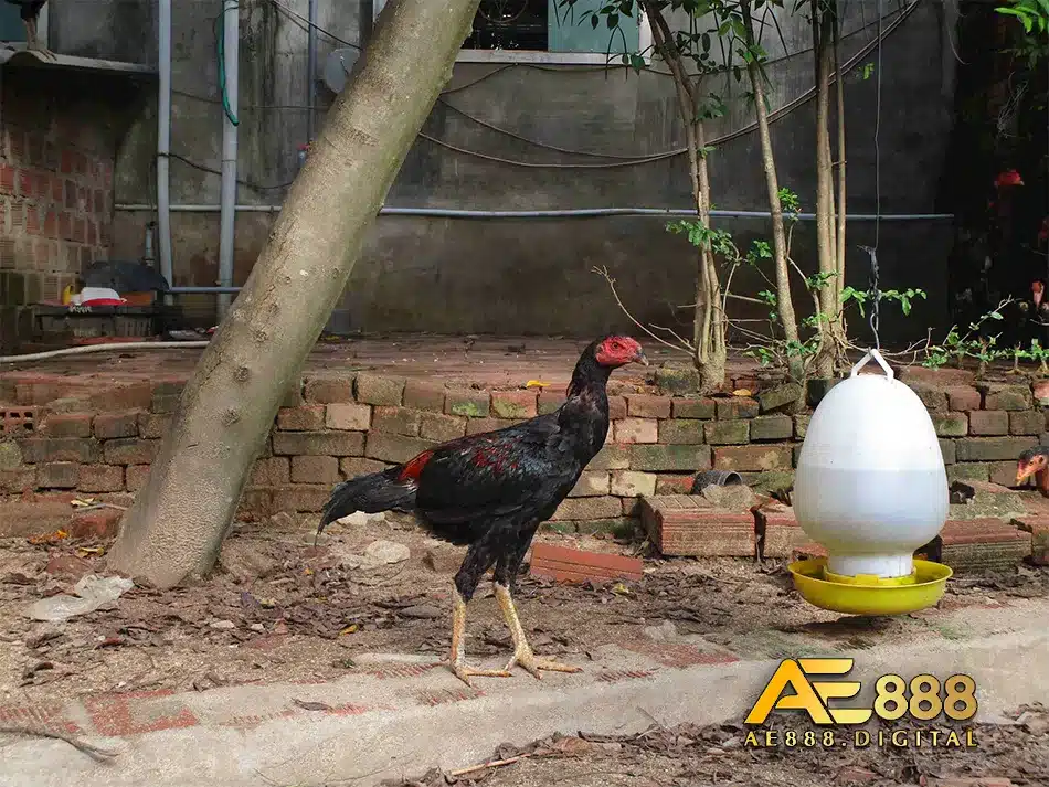 Chọn nơi mua gà Shamo uy tính