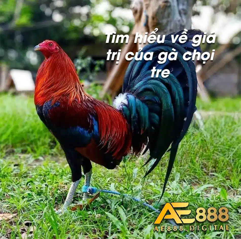 Gà chọi Tre trên thị trường có giá trị như thế nào?