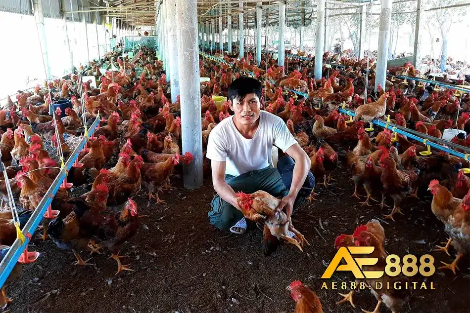 giảm bớt tỷ lệ chết chóc ở gà