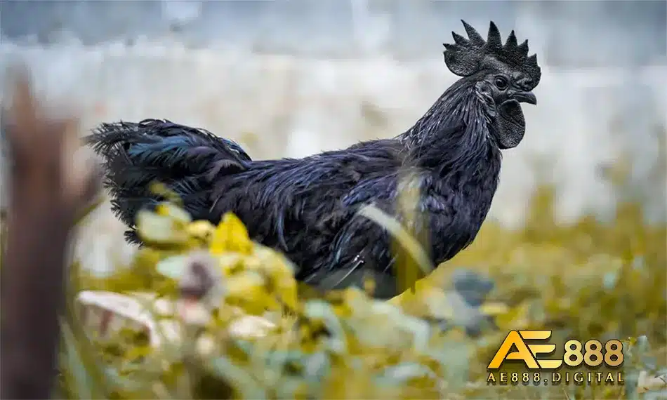 Tìm hiểu vê giống gà đen Indo
