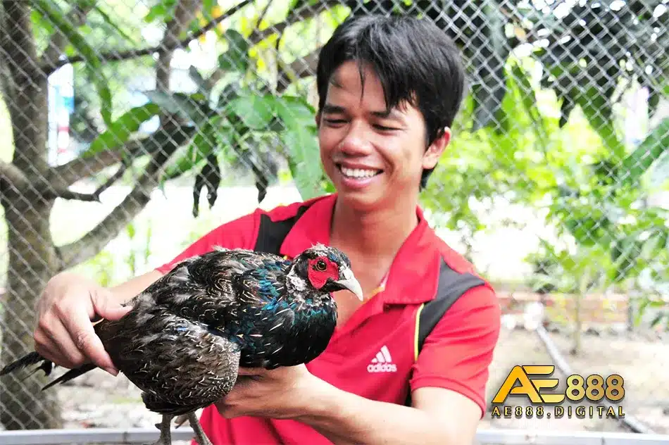 Nuôi gà Qúy Phi theo kỹ thuật để có kết quả tốt