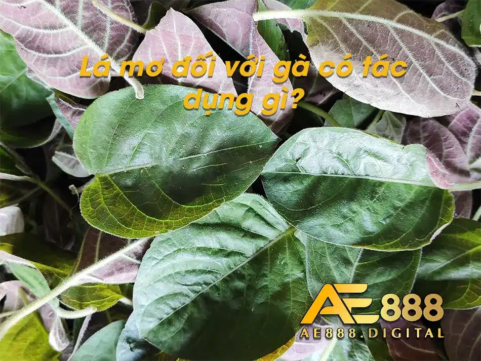 Lá mơ có các tác dụng đặc biệt dành cho gà