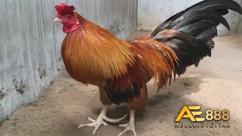 Điểm nổi bật trong văn hóa đá gà cửa sắt