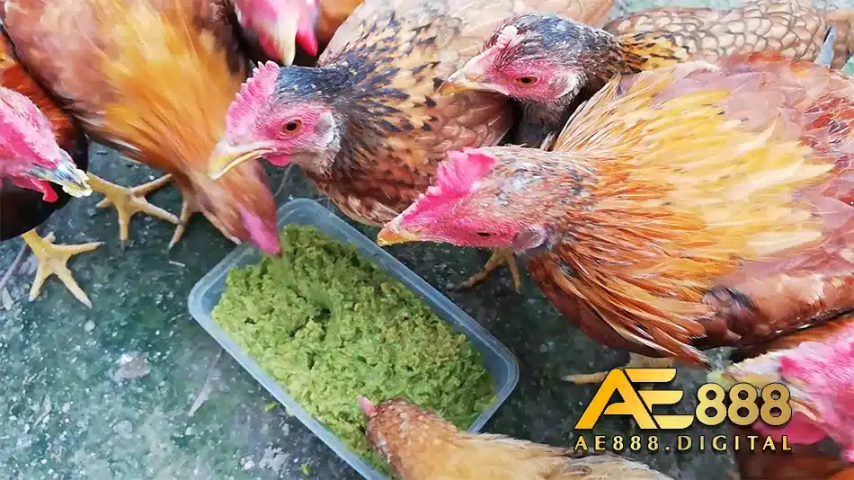 Sử dụng ông thức tự nhiên cho gà đạt nhiều lợi ích