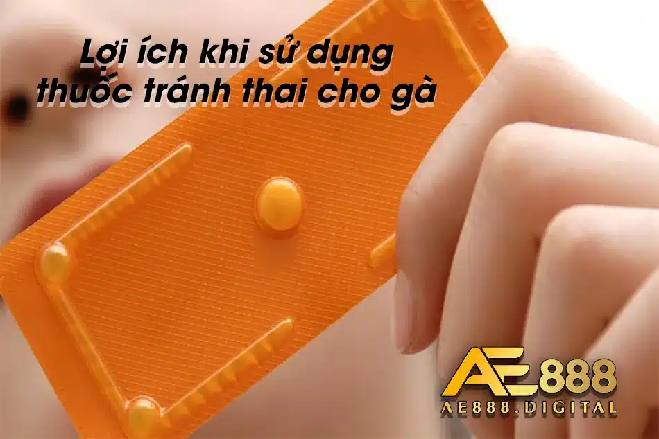 Tác dụng của thuốc tránh thai dành cho gà