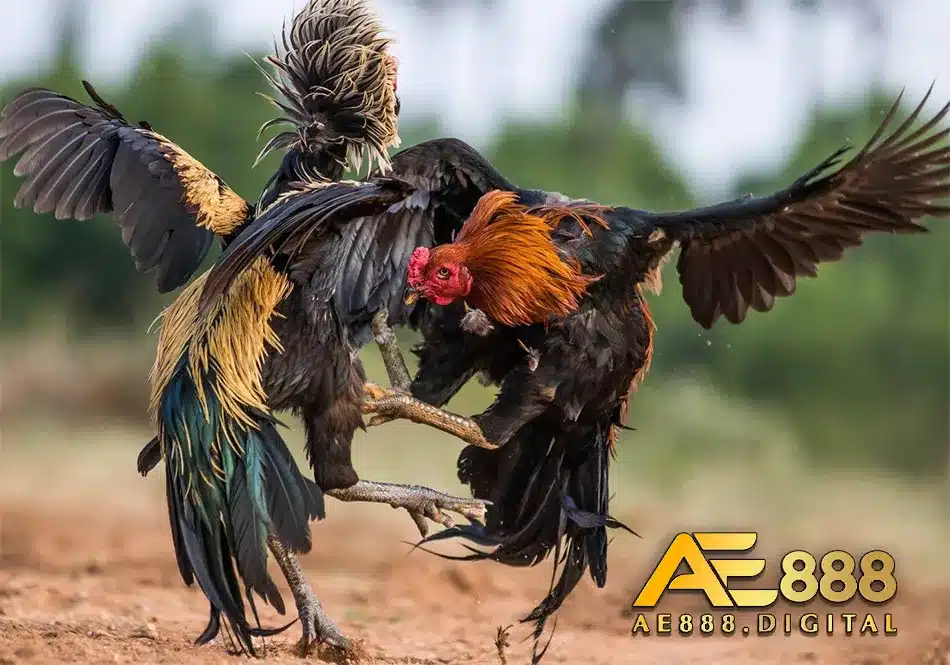 Luật và cách phân hạng gà đá