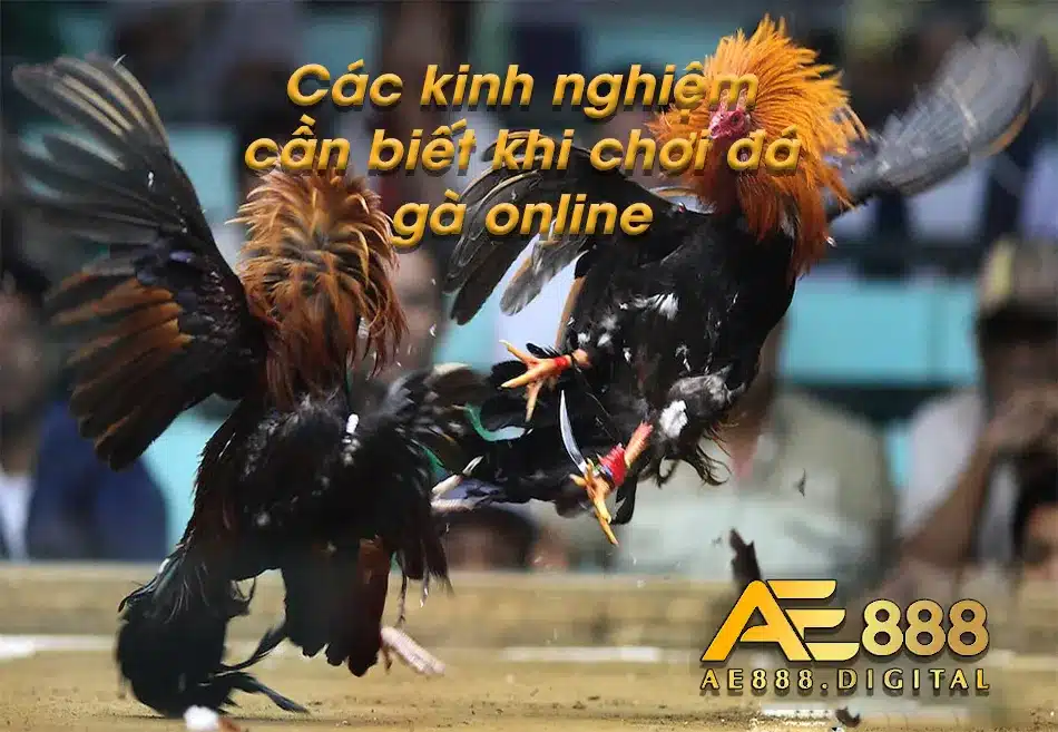 Các vấn đề cần lưu ý khi chơi đá gà online