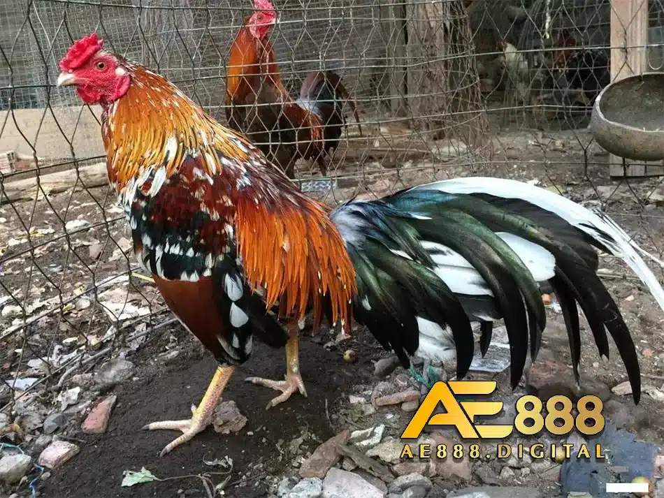 tập trung rèn luyện sau các trận đá gà