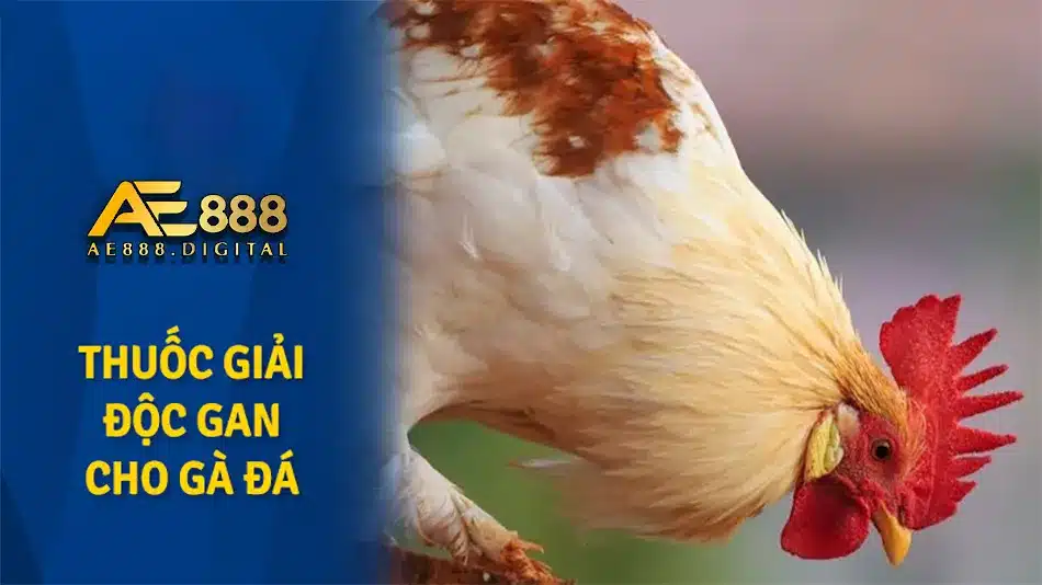 Các loại men và vitamin tốt cho gà