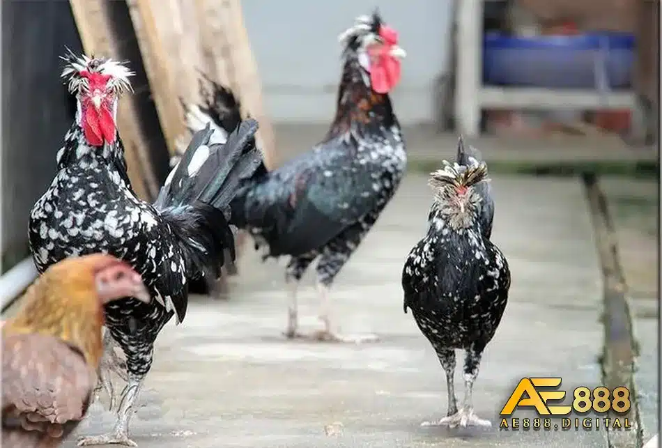 Môi trường chăn nuôi đóng vai trò quan trọng