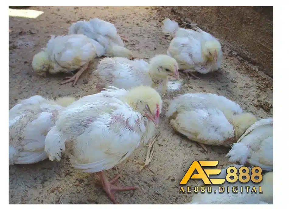 Các nguyên nhân chính dẫn đến bệnh gumboro ở gà