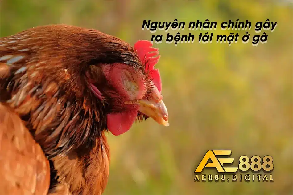 Tác nhân chính gây ra bệnh tái mặt ở gà