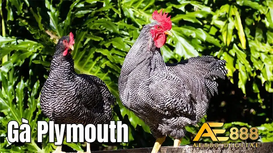 Nơi mua và thông tin về giá cả gà plymouth