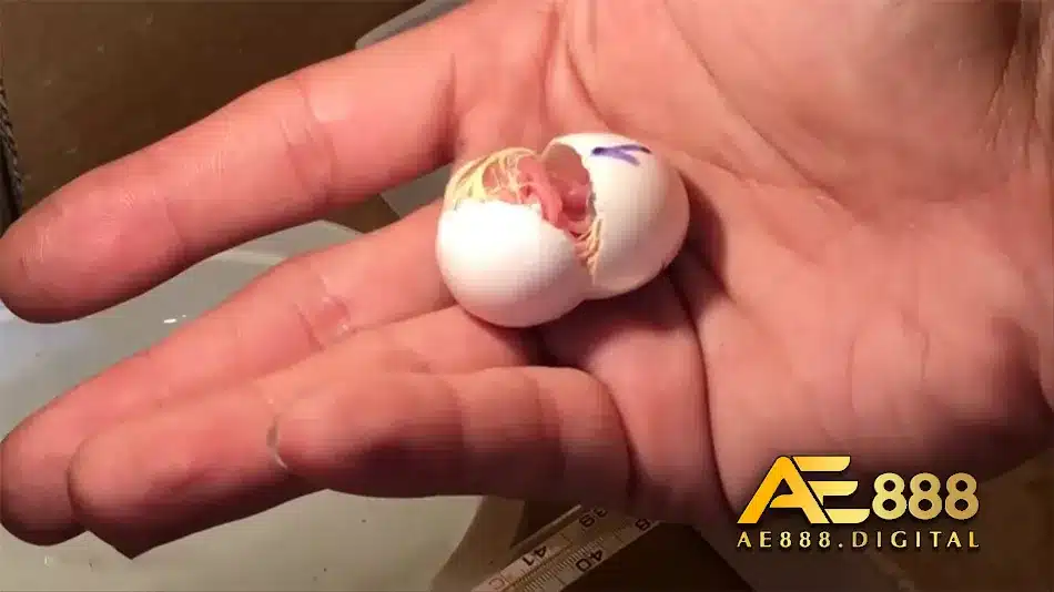 Cách phân biệt trứng mới và cũ