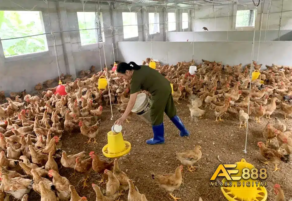 Phòng tránh bệnh coryza ở gà