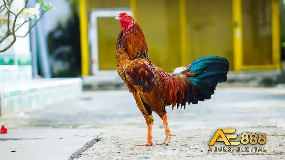 Các cách thức chữa bệnh khô chân ở gà