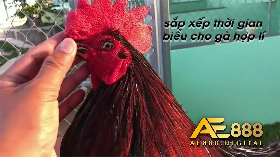 Thực hiện thời gian biểu đúng cách cho gà